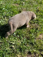 Calli, a male Labrador Retriever for sale in Buckhannon, WV – 7 of 7