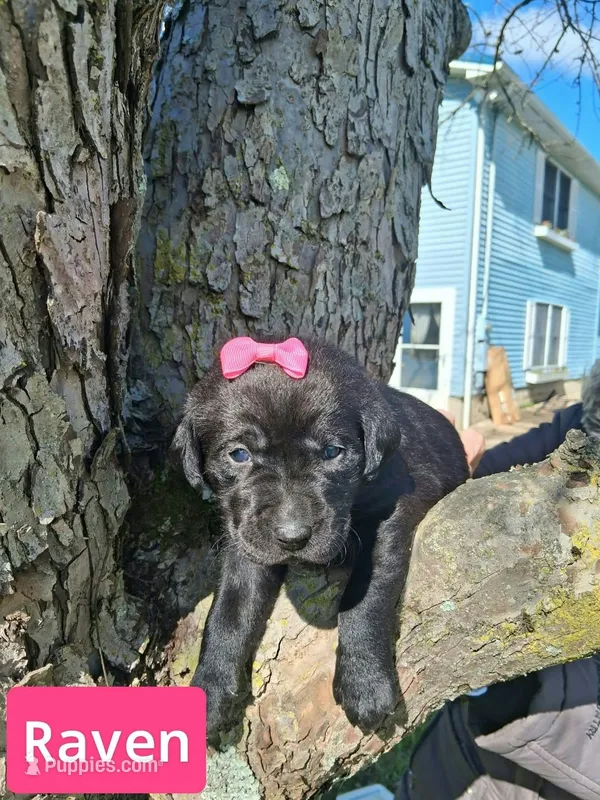 Raven – Labrador Retriever puppy for sale in Buckhannon, WV