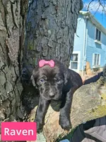 Raven, a female Labrador Retriever for sale in Buckhannon, WV – 1 of 4