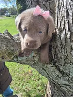 Misty, a male Labrador Retriever for sale in Buckhannon, WV – 8 of 8