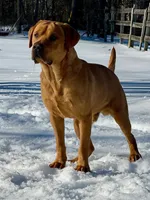 Coal, a male Labrador Retriever for sale in Buckhannon, WV – 3 of 5