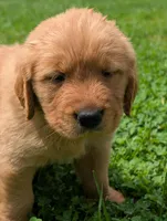 Sky, a male Golden Retriever for sale in Buckhannon, WV – 6 of 7