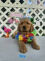 Sky, a male Golden Retriever for sale in Buckhannon, WV – 2 of 7