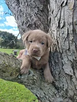 Smoke, a male Labrador Retriever for sale in Buckhannon, WV – 3 of 7
