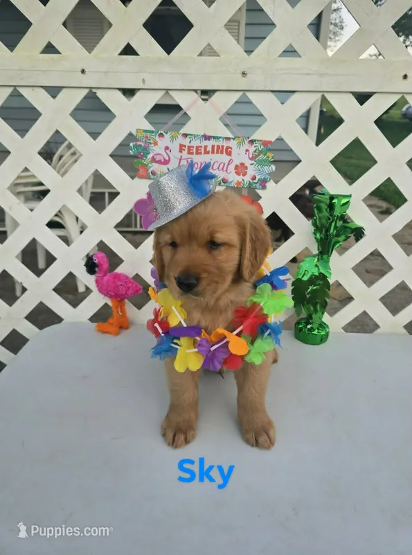 Sky – Golden Retriever puppy for sale in Buckhannon, WV