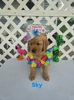 Sky, a male Golden Retriever for sale in Buckhannon, WV – 1 of 7