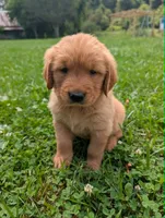 Sky, a male Golden Retriever for sale in Buckhannon, WV – 7 of 7