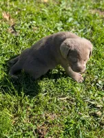 Ashlyn, a male Labrador Retriever for sale in Buckhannon, WV – 2 of 7