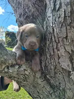 Flint, a male Labrador Retriever for sale in Buckhannon, WV – 6 of 8