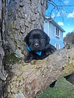 Coal, a male Labrador Retriever for sale in Buckhannon, WV – 5 of 5