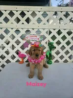 Maizey, a male Golden Retriever for sale in Buckhannon, WV – 3 of 8