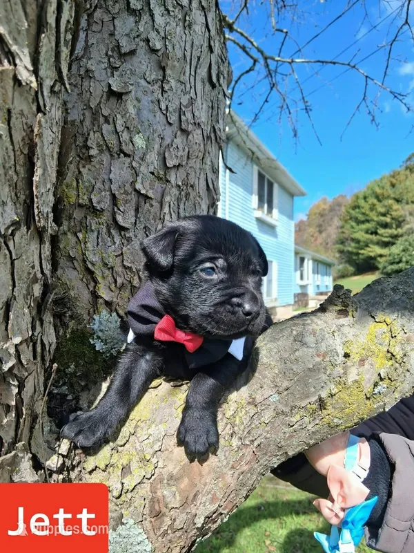 Jett – Labrador Retriever puppy for sale in Buckhannon, WV