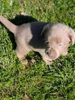 Misty, a male Labrador Retriever for sale in Buckhannon, WV – 7 of 8