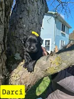 Darci, a female Labrador Retriever for sale in Buckhannon, WV – 1 of 5
