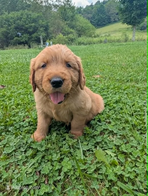 Blaine – Golden Retriever puppy for sale in Buckhannon, WV
