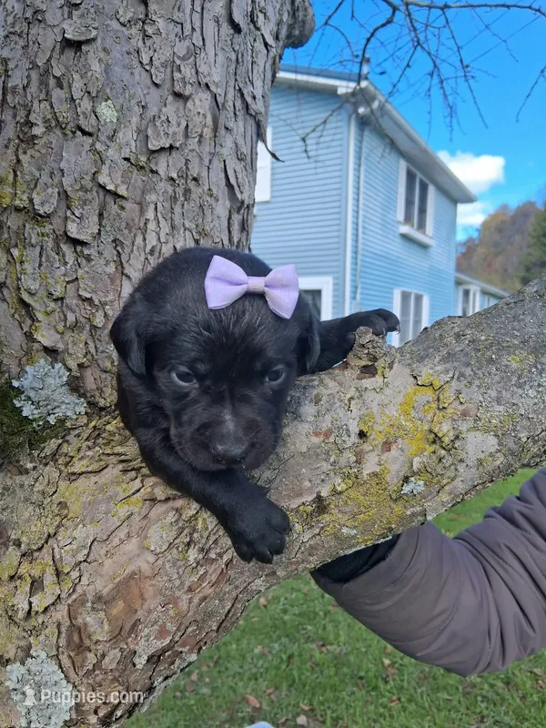 Shady – Labrador Retriever puppy for sale in Buckhannon, WV