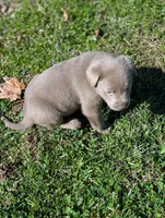 Flint, a male Labrador Retriever for sale in Buckhannon, WV – 8 of 8