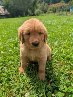 Sky, a male Golden Retriever for sale in Buckhannon, WV – 5 of 7