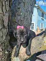 Raven, a female Labrador Retriever for sale in Buckhannon, WV – 4 of 4