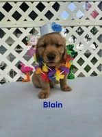 Blaine, a male Golden Retriever for sale in Buckhannon, WV – 6 of 6