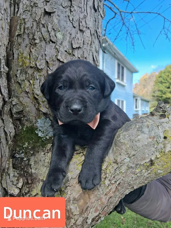 Duncan – Labrador Retriever puppy for sale in Buckhannon, WV