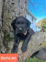 Duncan, a male Labrador Retriever for sale in Buckhannon, WV – 1 of 5