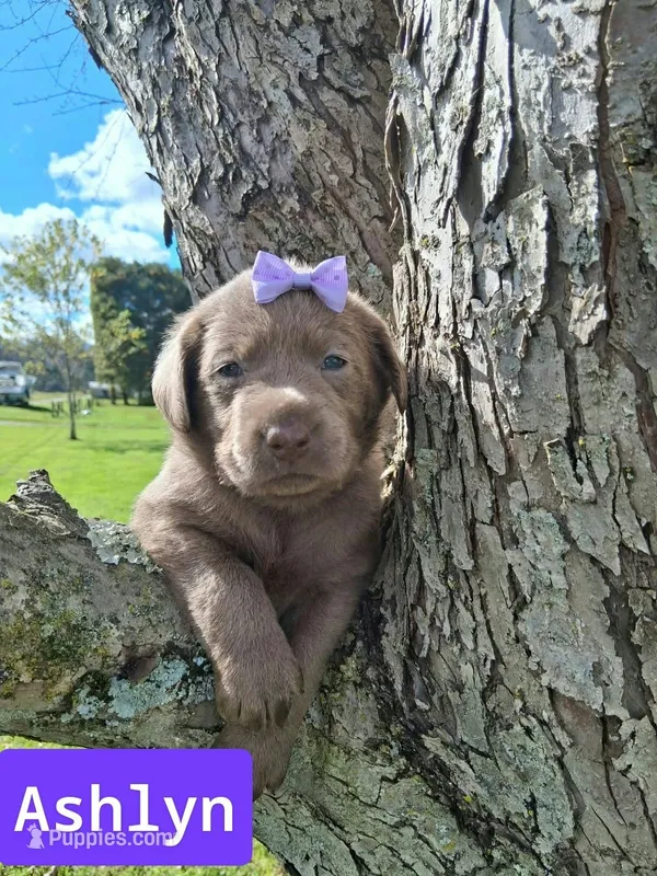 Ashlyn – Labrador Retriever puppy for sale in Buckhannon, WV