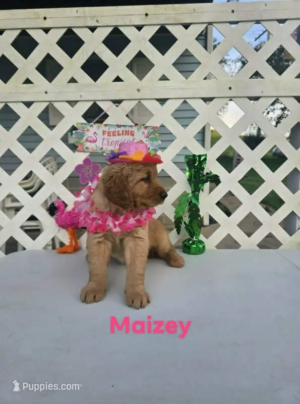 Maizey – Golden Retriever puppy for sale in Buckhannon, WV