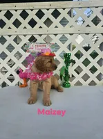 Maizey, a male Golden Retriever for sale in Buckhannon, WV – 1 of 8