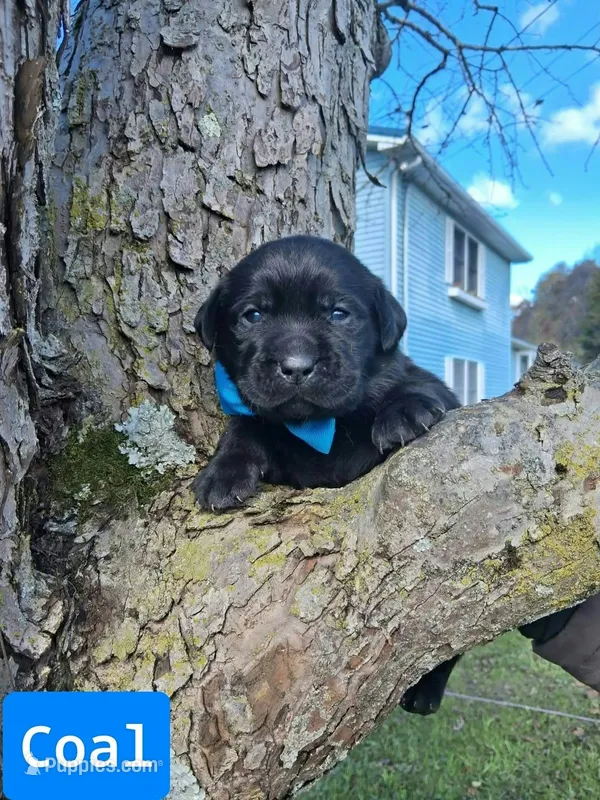 Coal – Labrador Retriever puppy for sale in Buckhannon, WV