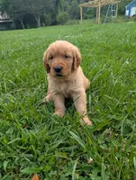 Maizey, a male Golden Retriever for sale in Buckhannon, WV – 7 of 8