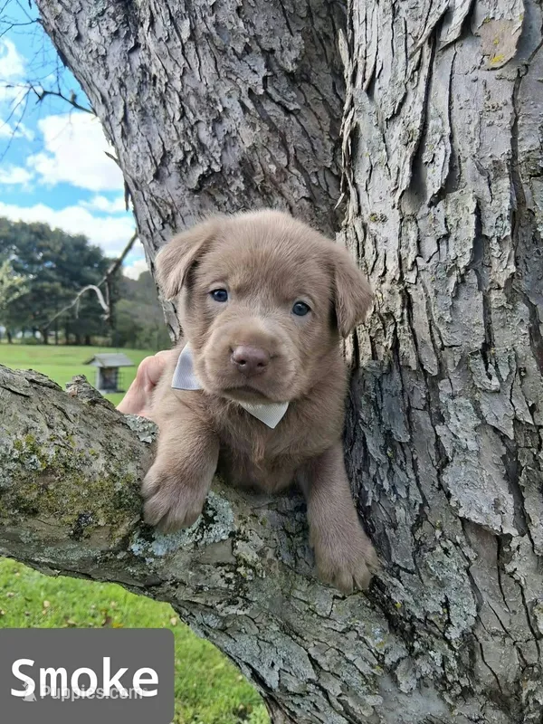 Smoke – Labrador Retriever puppy for sale in Buckhannon, WV