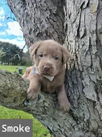 Smoke, a male Labrador Retriever for sale in Buckhannon, WV – 1 of 7