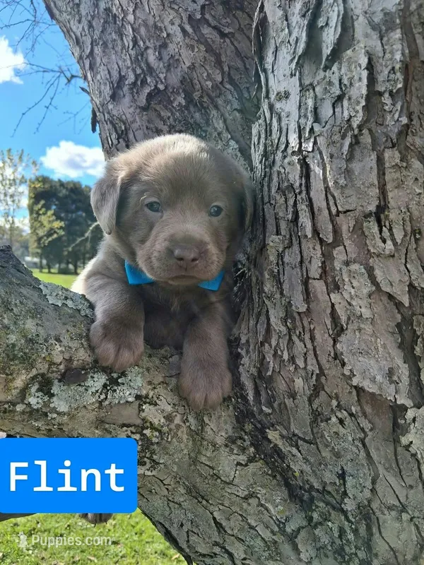 Flint – Labrador Retriever puppy for sale in Buckhannon, WV