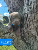Flint, a male Labrador Retriever for sale in Buckhannon, WV – 1 of 8