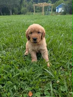 Maizey, a male Golden Retriever for sale in Buckhannon, WV – 8 of 8