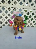 Blaine, a male Golden Retriever for sale in Buckhannon, WV – 5 of 6