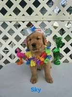 Sky, a male Golden Retriever for sale in Buckhannon, WV – 3 of 7