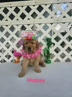 Maizey, a male Golden Retriever for sale in Buckhannon, WV – 5 of 8