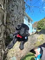 Jett, a male Labrador Retriever for sale in Buckhannon, WV – 4 of 5