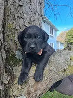 Duncan, a male Labrador Retriever for sale in Buckhannon, WV – 5 of 5