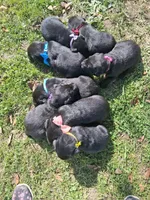 Shady, a female Labrador Retriever for sale in Buckhannon, WV – 5 of 5