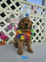 Sky, a male Golden Retriever for sale in Buckhannon, WV – 4 of 7