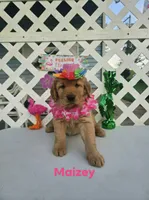 Maizey, a male Golden Retriever for sale in Buckhannon, WV – 4 of 8