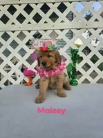 Maizey, a male Golden Retriever for sale in Buckhannon, WV – 2 of 8