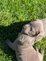 Calli, a male Labrador Retriever for sale in Buckhannon, WV – 4 of 7