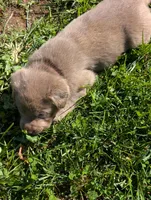 Ashlyn, a male Labrador Retriever for sale in Buckhannon, WV – 6 of 7