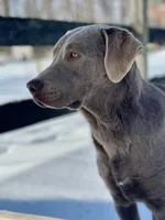 Ash, a male Labrador Retriever for sale in Buckhannon, WV – 6 of 7