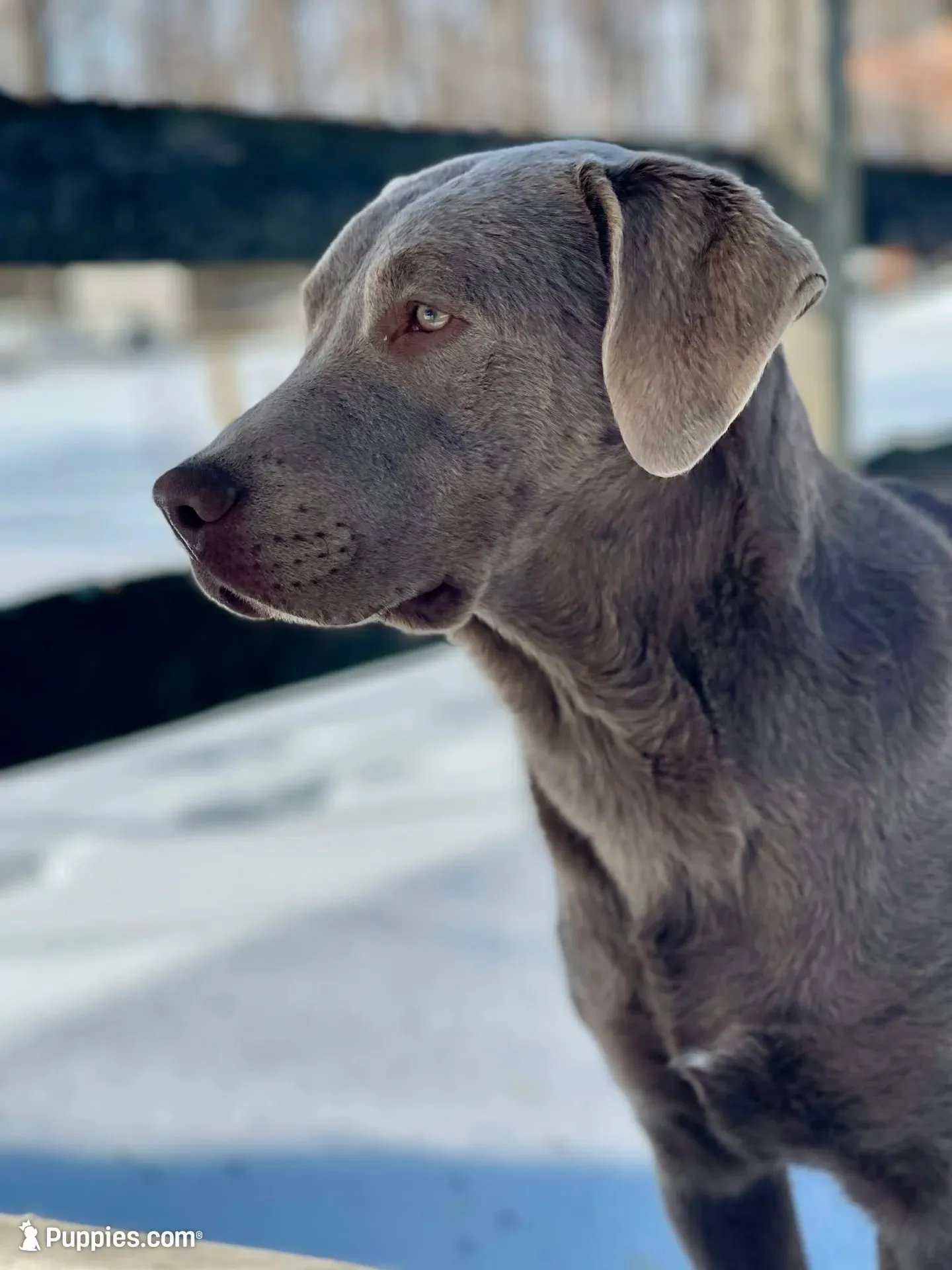 Slate, a male Labrador Retriever for sale in Buckhannon, WV – 4 of 6