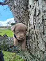 Ash, a male Labrador Retriever for sale in Buckhannon, WV – 4 of 7